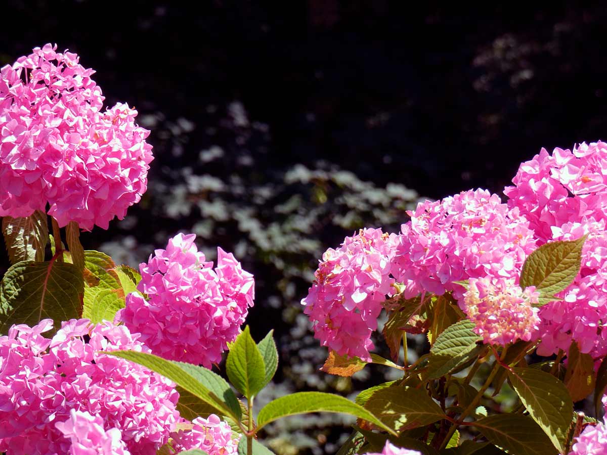 Цветы розового цвета