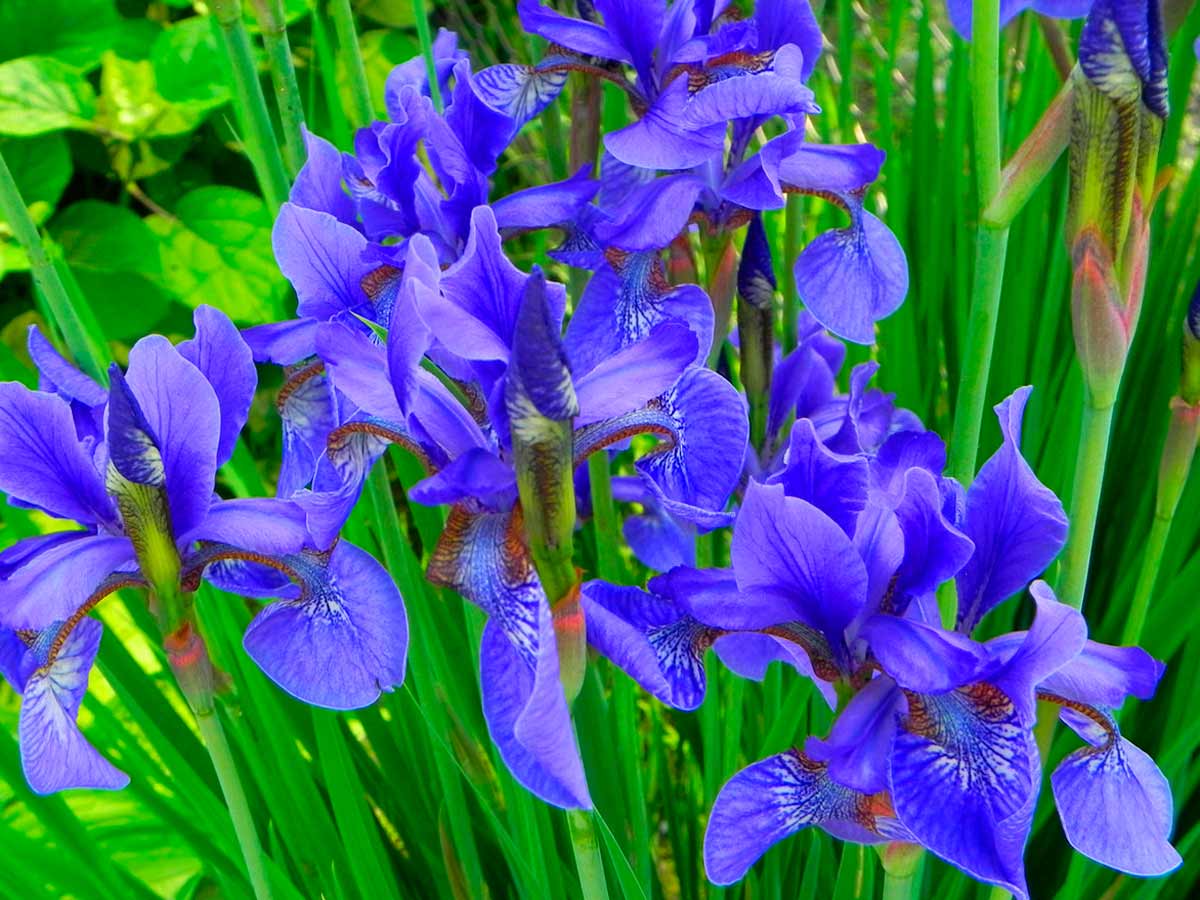 Синие цветы ирис