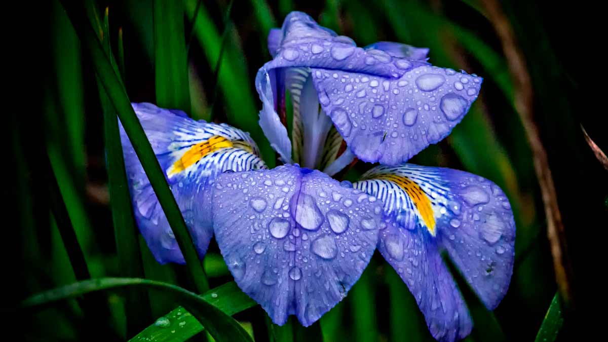 Ирис синие цветы