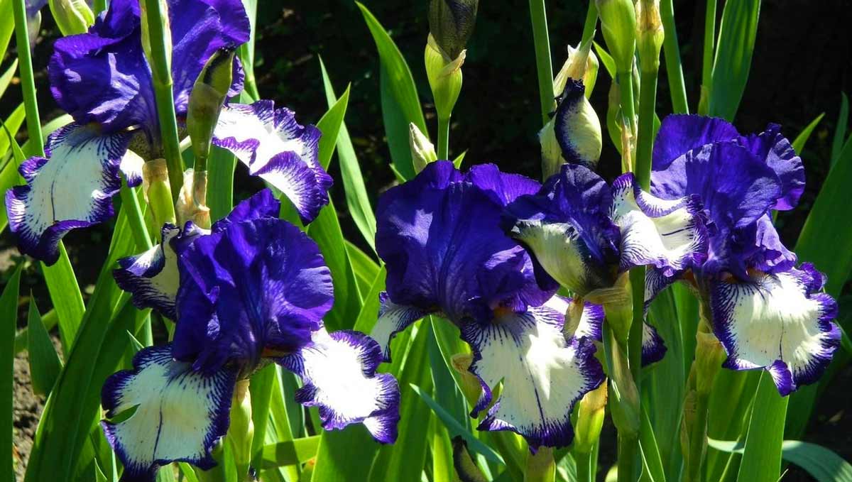Синие цветы ириса