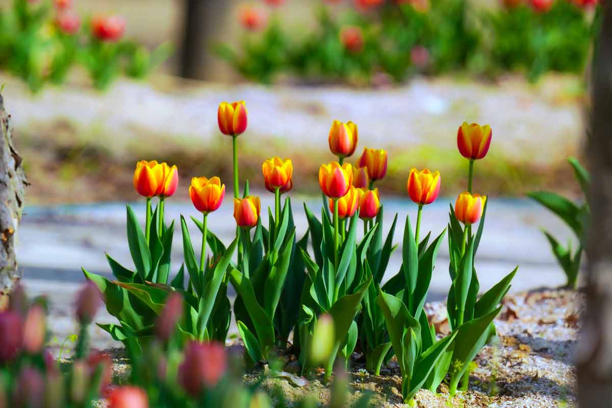 Фото тюльпанов в саду