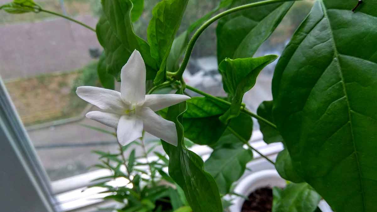 Жасмин домашнее растение