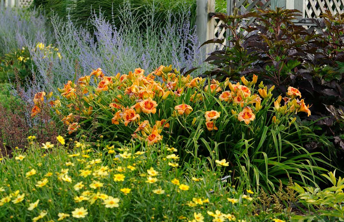 Фотографии лилейников в саду, в цветнике, в ландшафтном дизайне