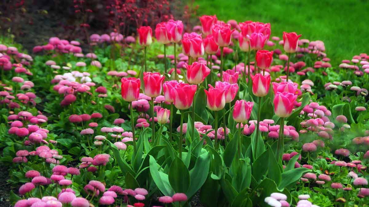 Тюльпаны в саду