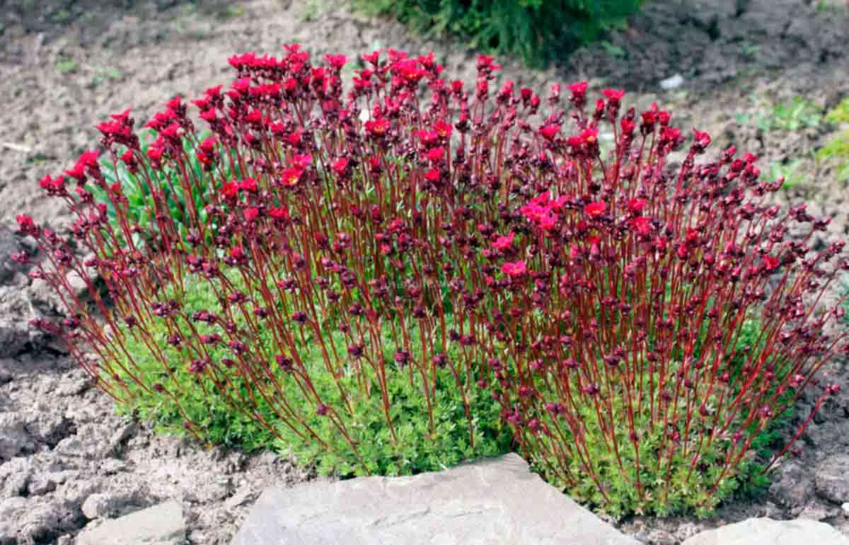 Камнеломка цветок садовый многолетний в ландшафтном дизайне