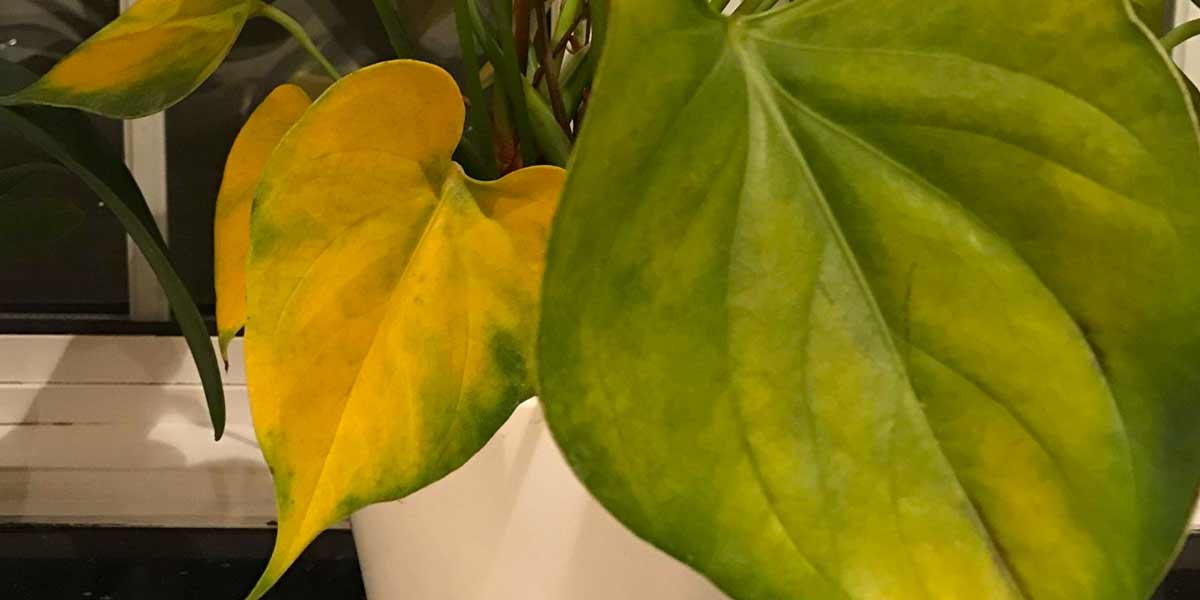 Почему желтеют листья у антуриума