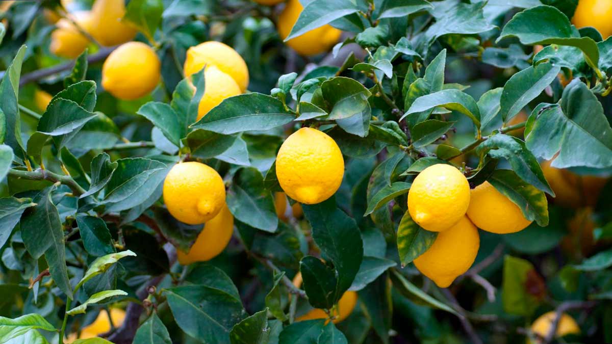 Условия содержания для лимона в доме