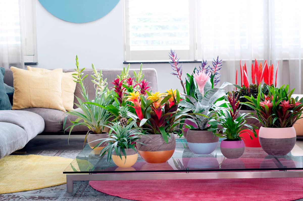 Где расположить комнатные цветы и растения в квартире