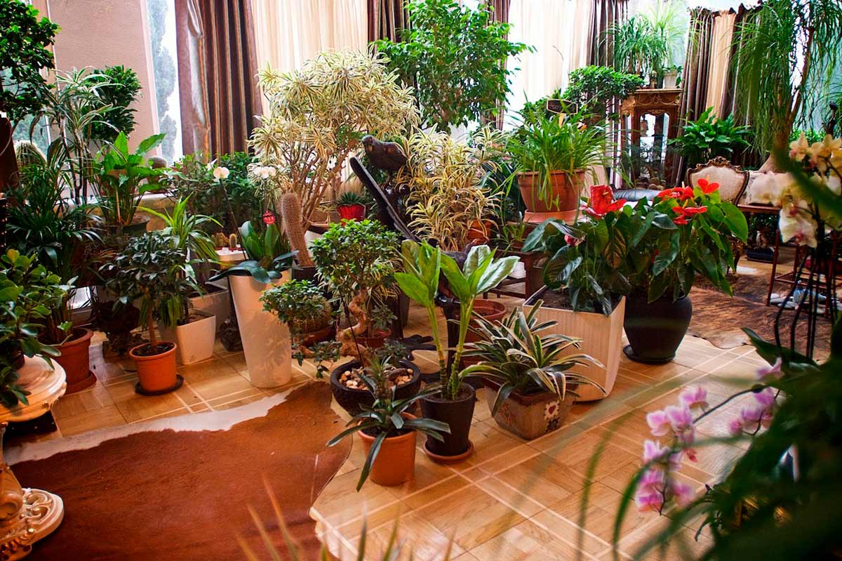 Где расположить комнатные цветы и растения в квартире