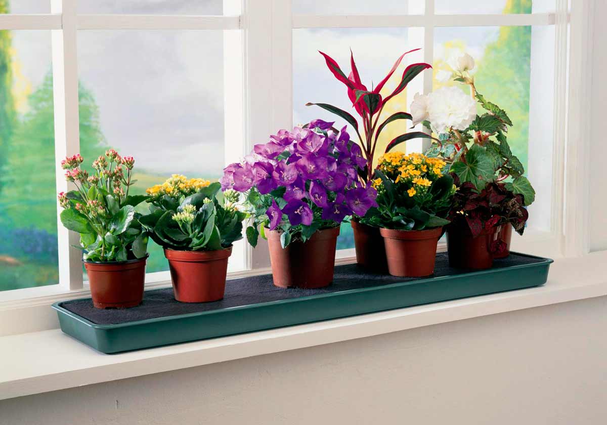 Комнатные цветы и растения в интерьере квартиры