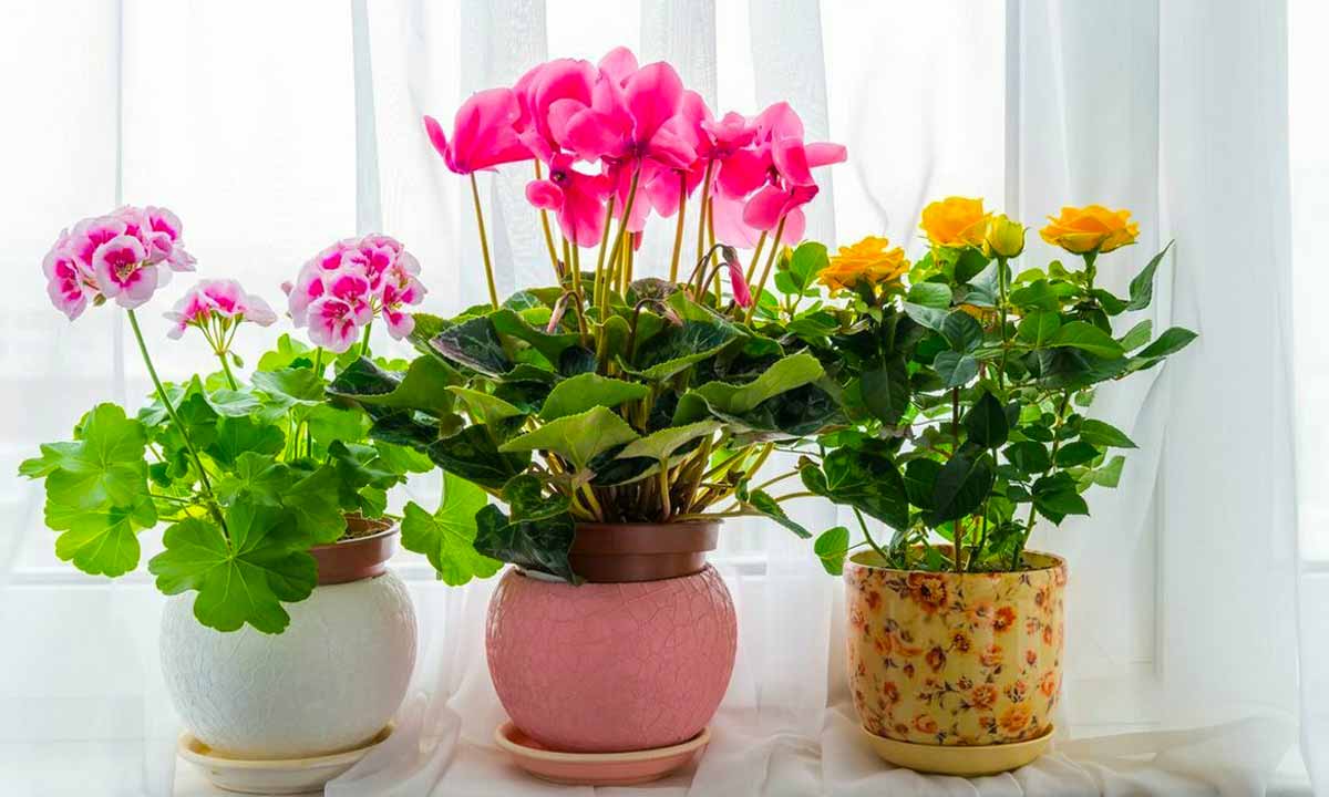 Комнатные цветы и растения: посадка и уход в домашних условиях, виды,  сорта, фото