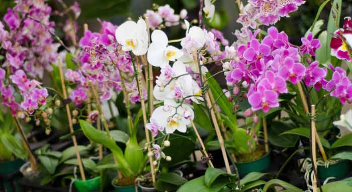Купить орхидею