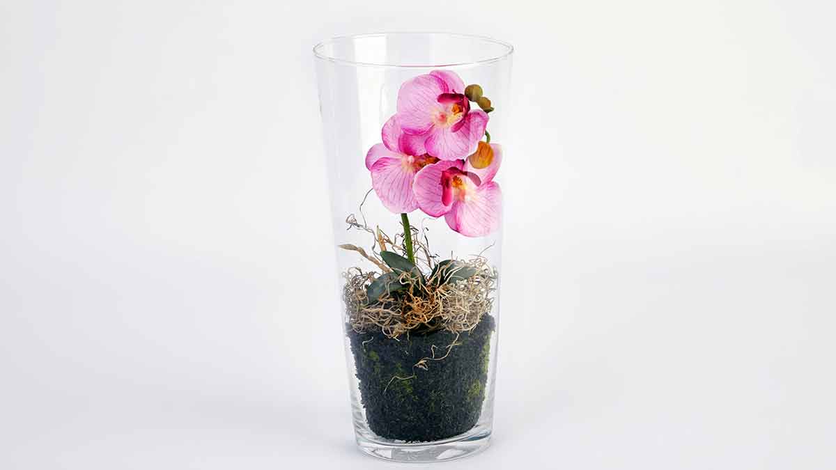 Мини-орхидея в стекле
