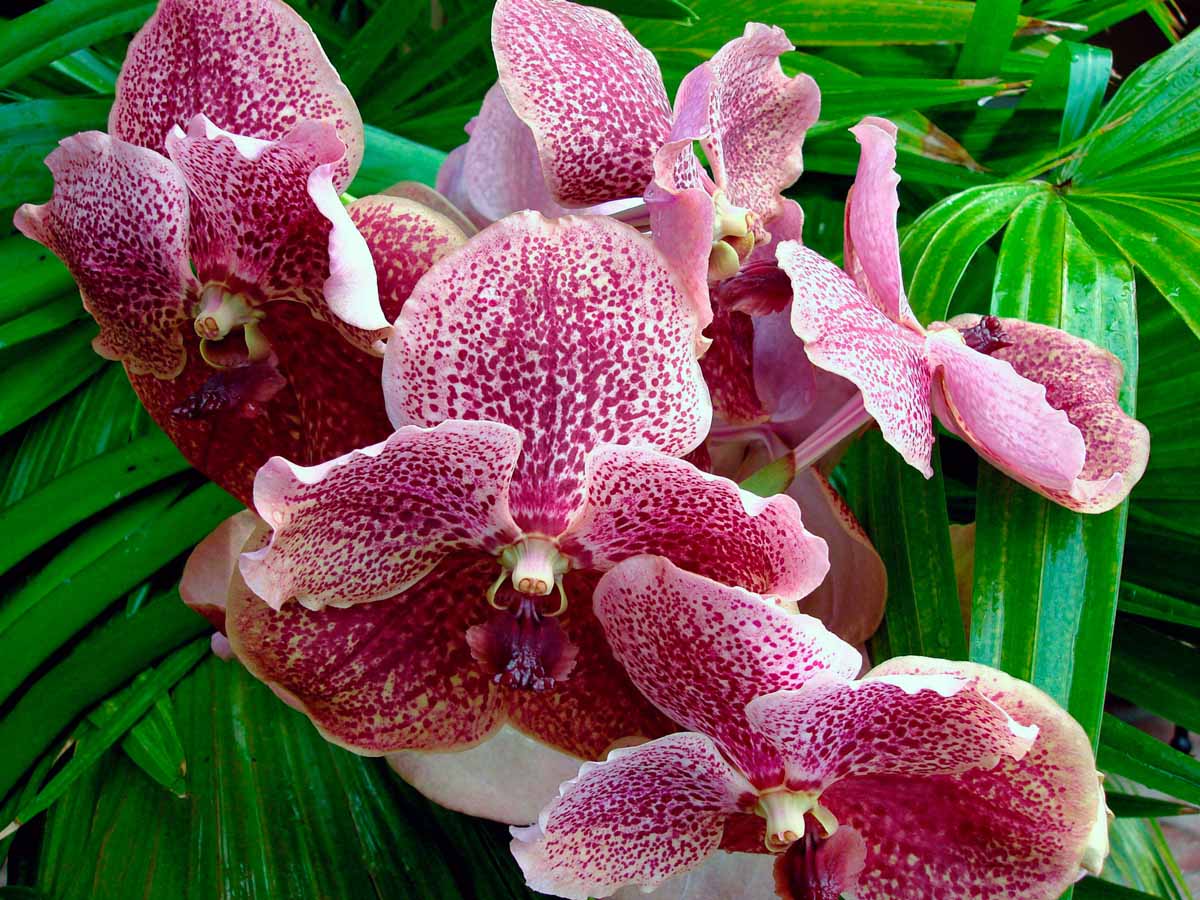 Орхидея ванда в домашних условиях