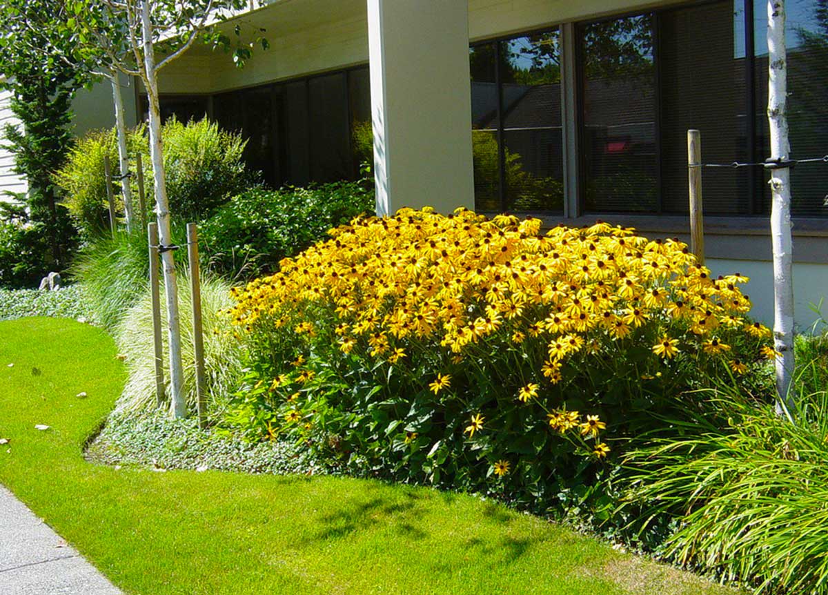 Цветовая гамма сада в желтых оттенках