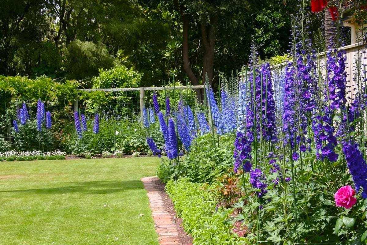 Цветовая гамма сада в голубых оттенках