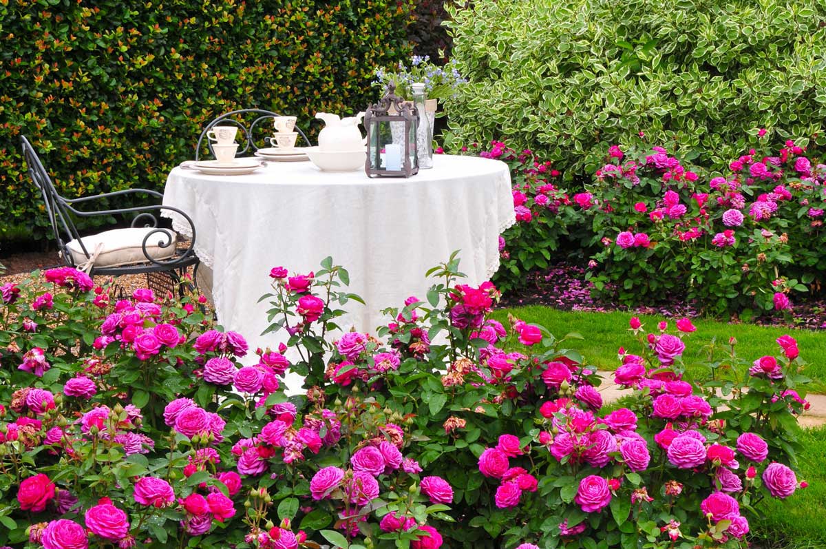 Цветовая гамма сада в розовых оттенках