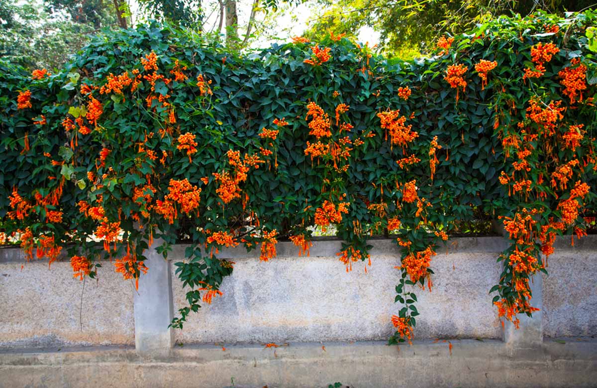 Стена из цветов