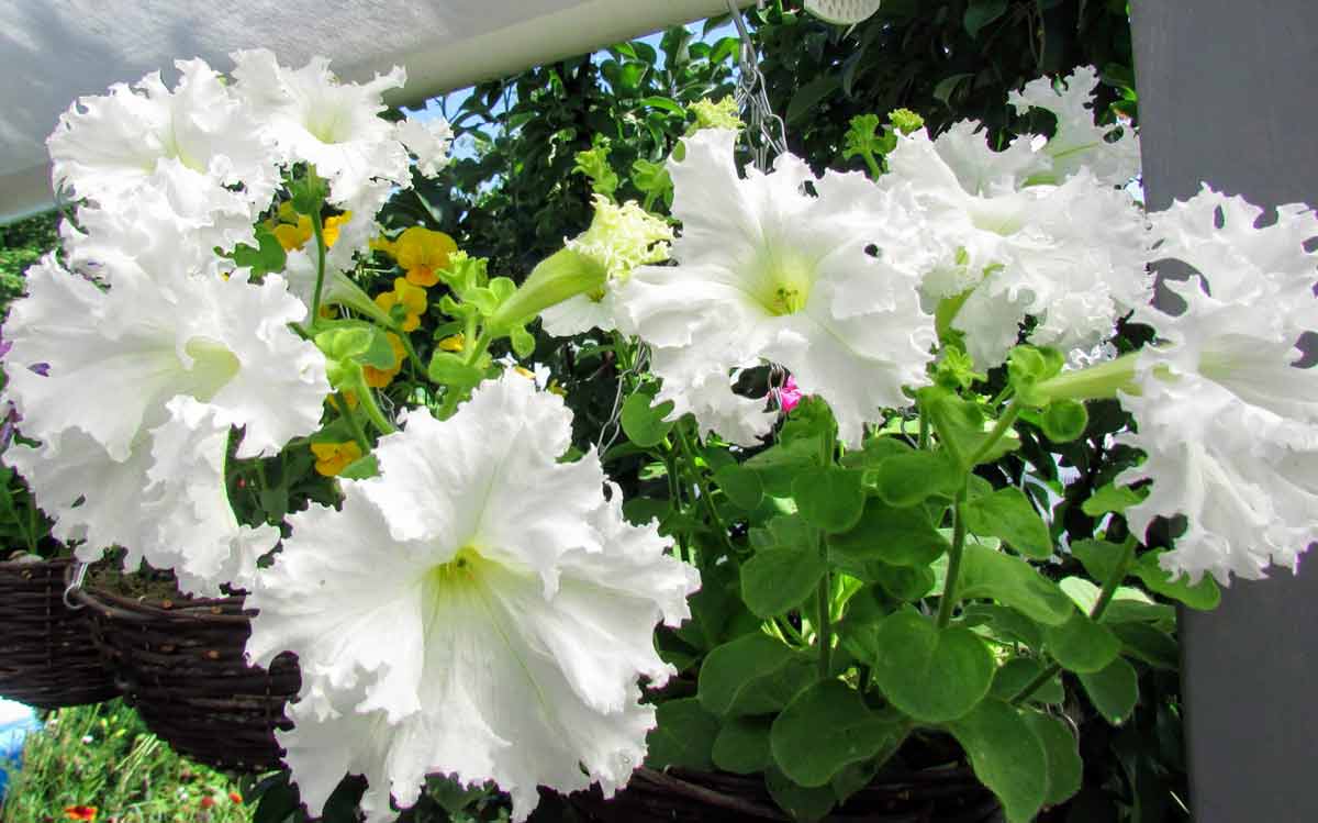 Белые цветы для ландшафтного дизайна - петуния афродита