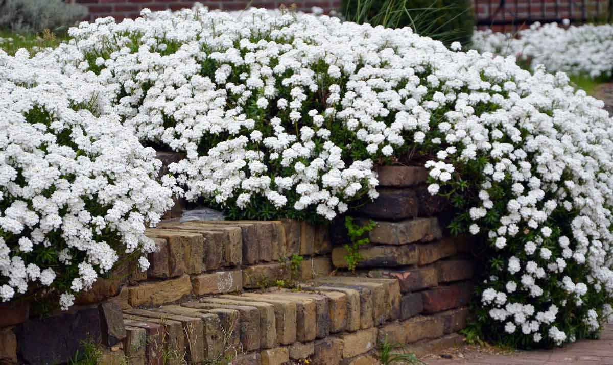Белые цветы для приусадебного участка