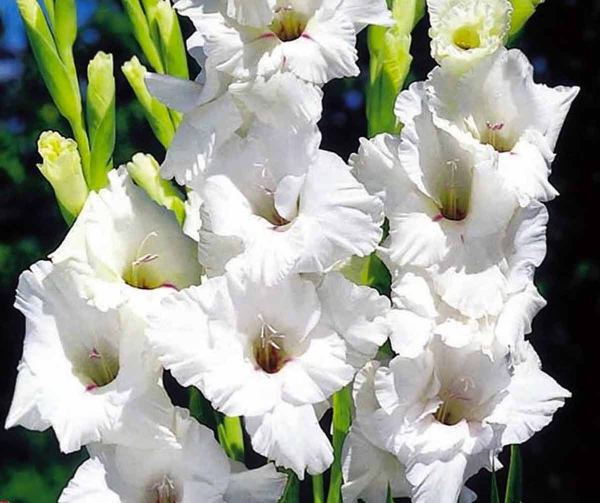 Белые цветы для приусадебного участка