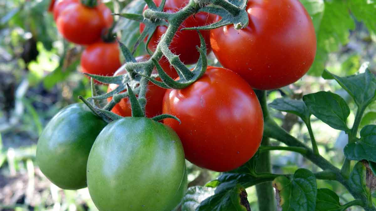 Черная ножка у томатов: правила профилактики грибка 