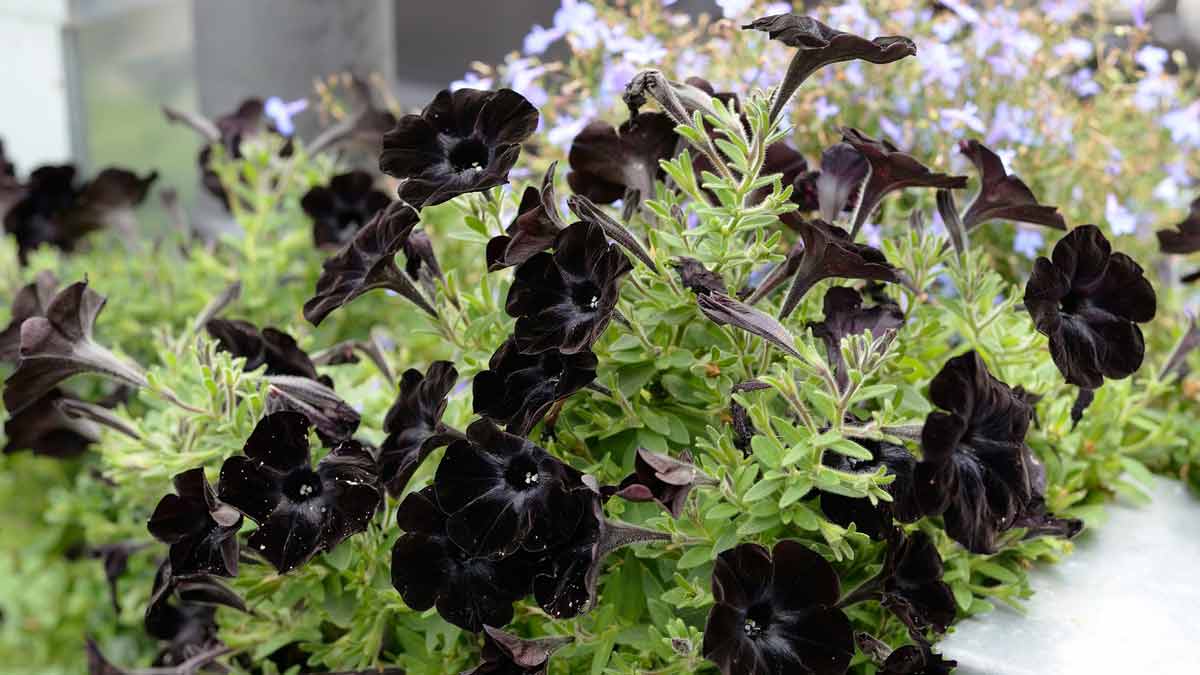 Секреты выращивания чёрной петунии и история селекции