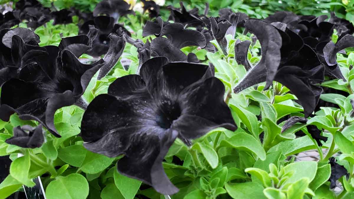 Как вырастить чёрную петунию из семян