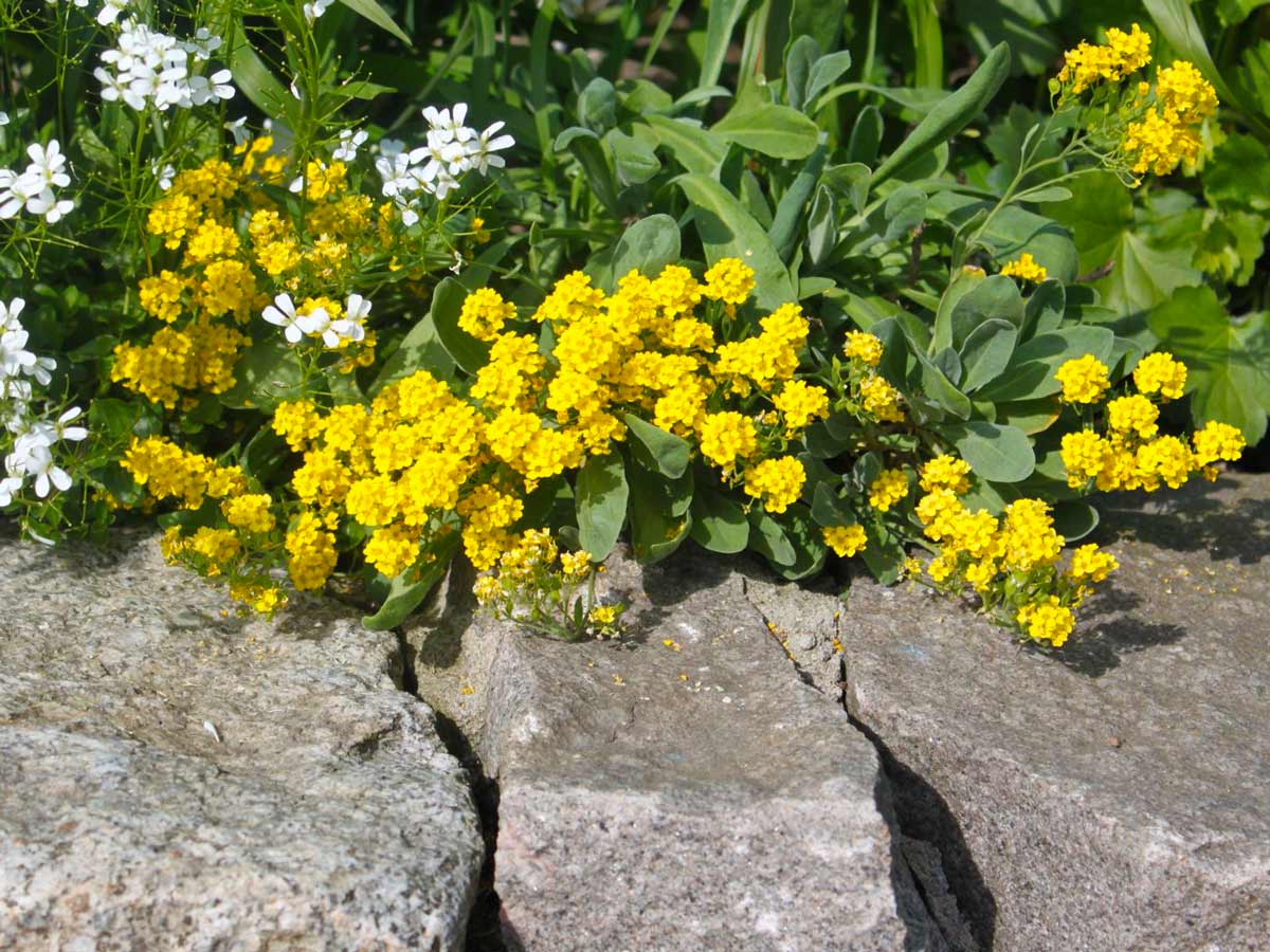 Алиссум скальный - растение для альпийской горки