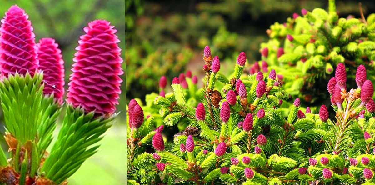 Ели и пихты: сорта хвойных растений с цветными шишками