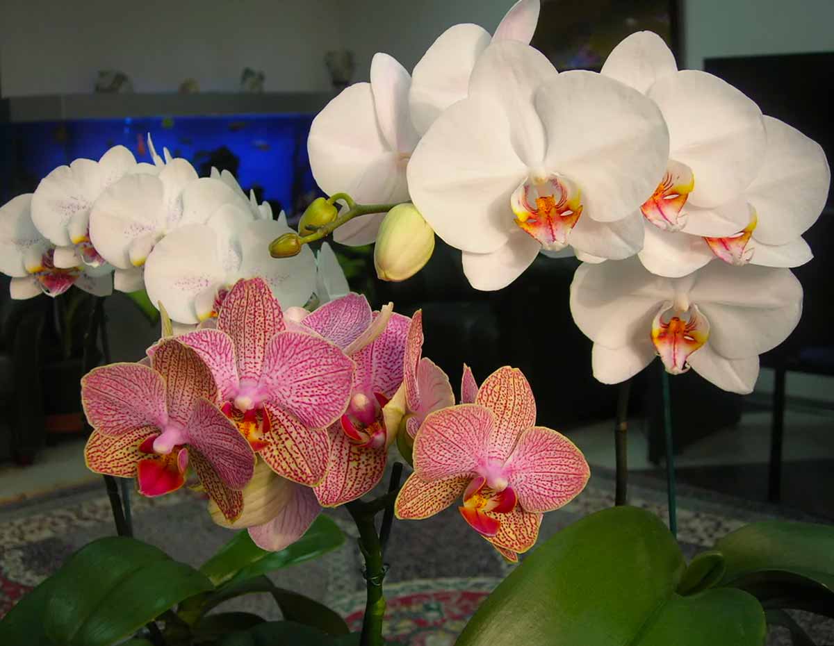 Орхидея фаленопсис: выращивание в квартире