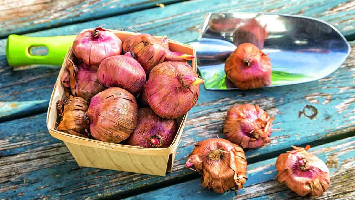 Как хранить луковицы гладиолусов зимой