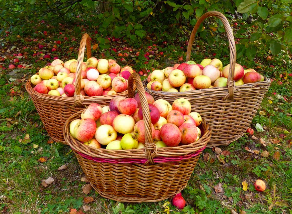 Аккуратный сбор яблок