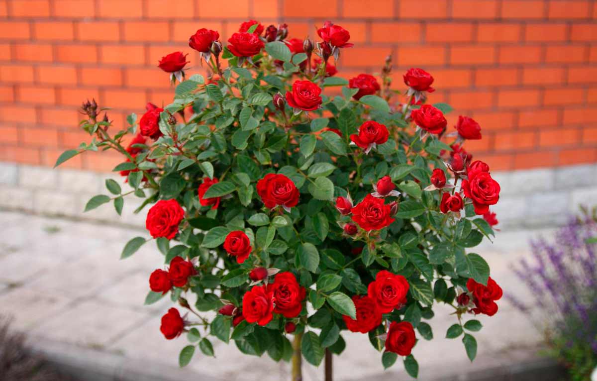Интересные факты о цветах розы