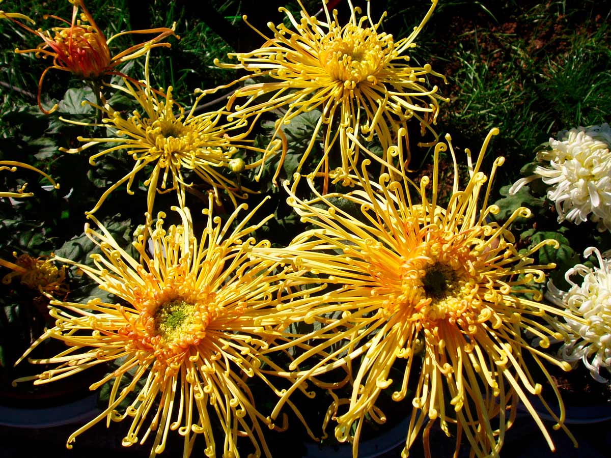 Интересные факты о цветах хризантемы