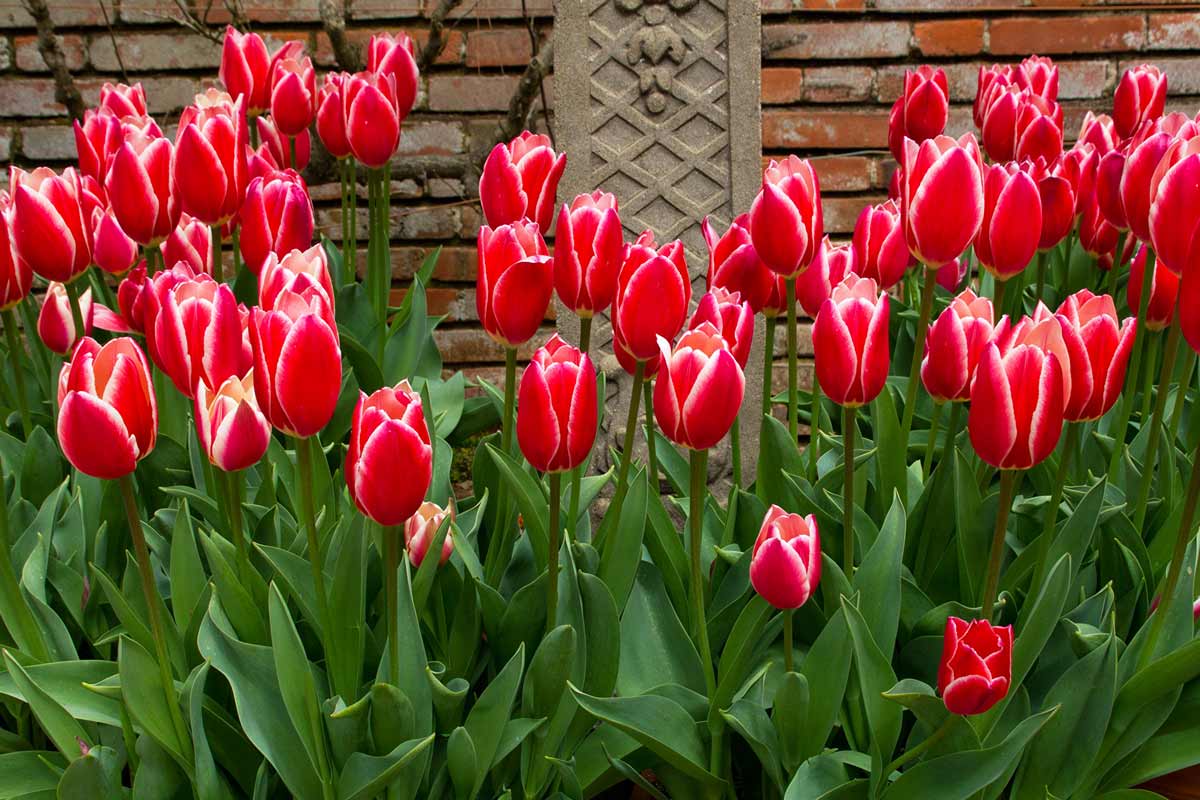 Интересные факты о цветах тюльпаны