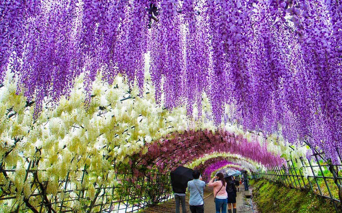 Ботанический сад Кавати Фудзи в японском городе Китакюсю