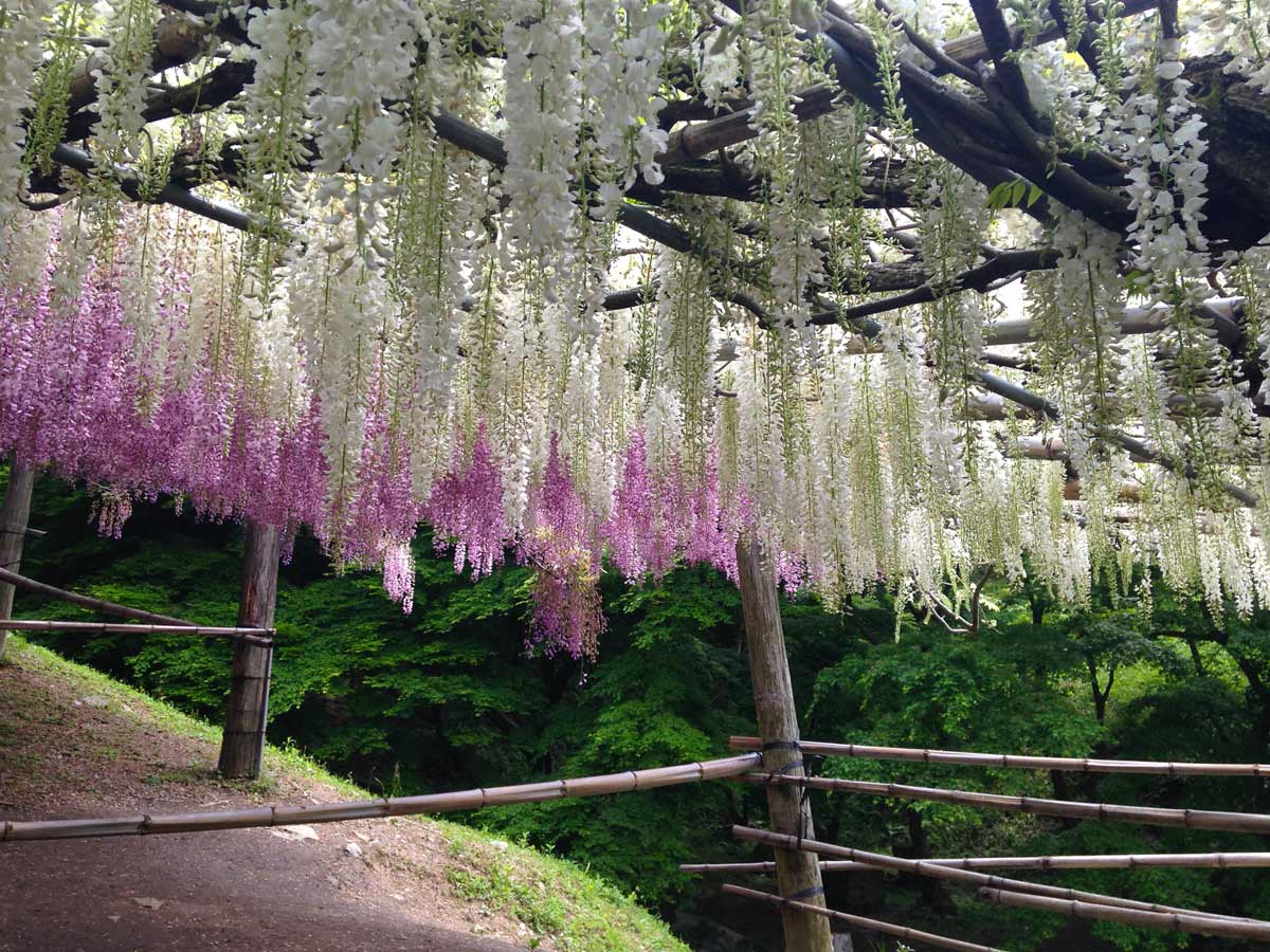 Ботанический сад Кавати Фудзи в японском городе