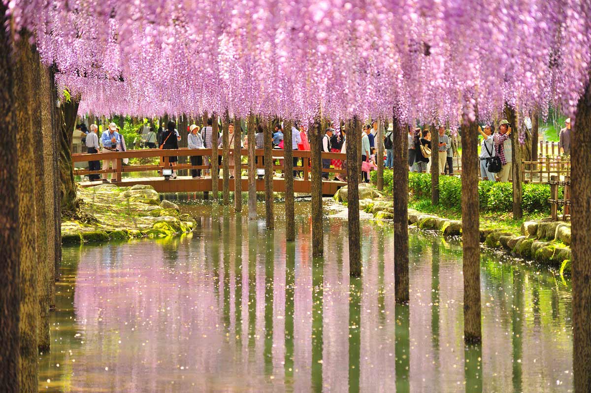 Ботанический сад Кавати Фудзи в японском городе