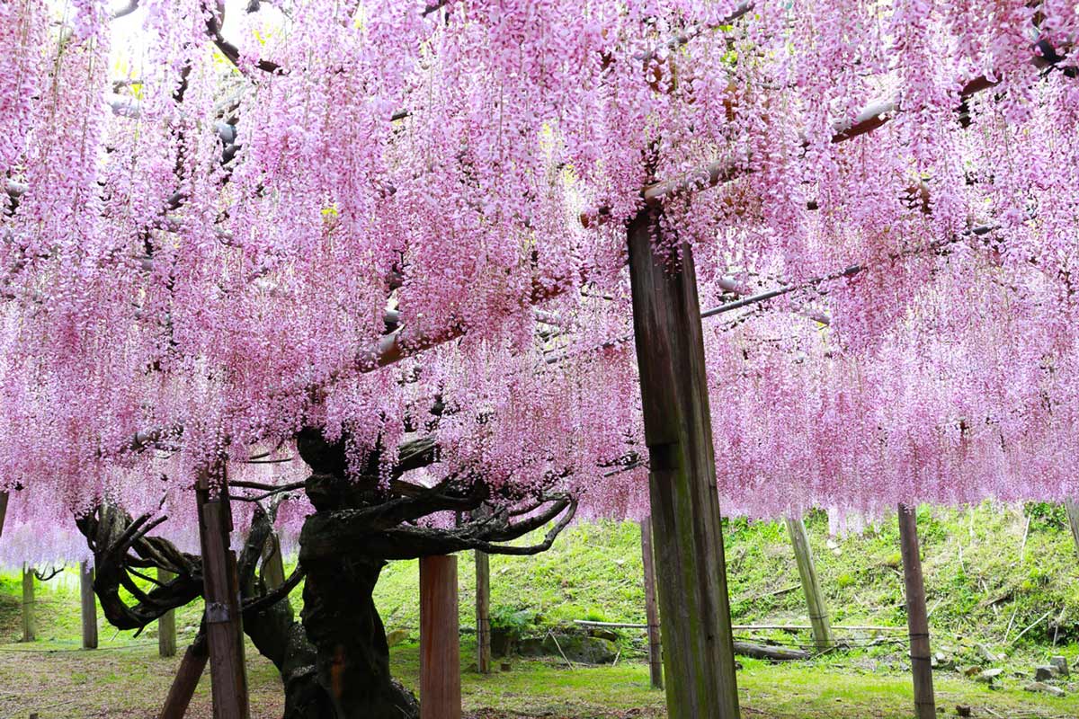 Ботанический сад Кавати Фудзи