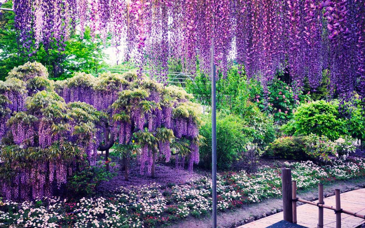 Ботанический сад Кавати Фудзи