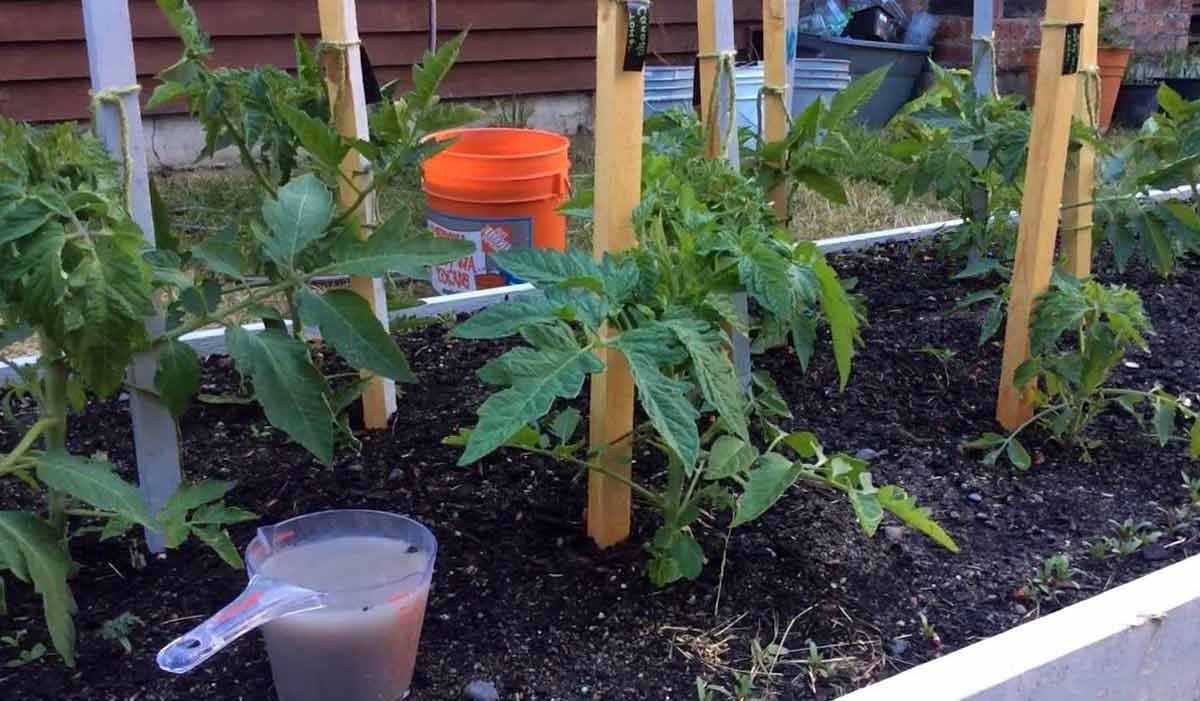 Как внести куриный помет в помидоры