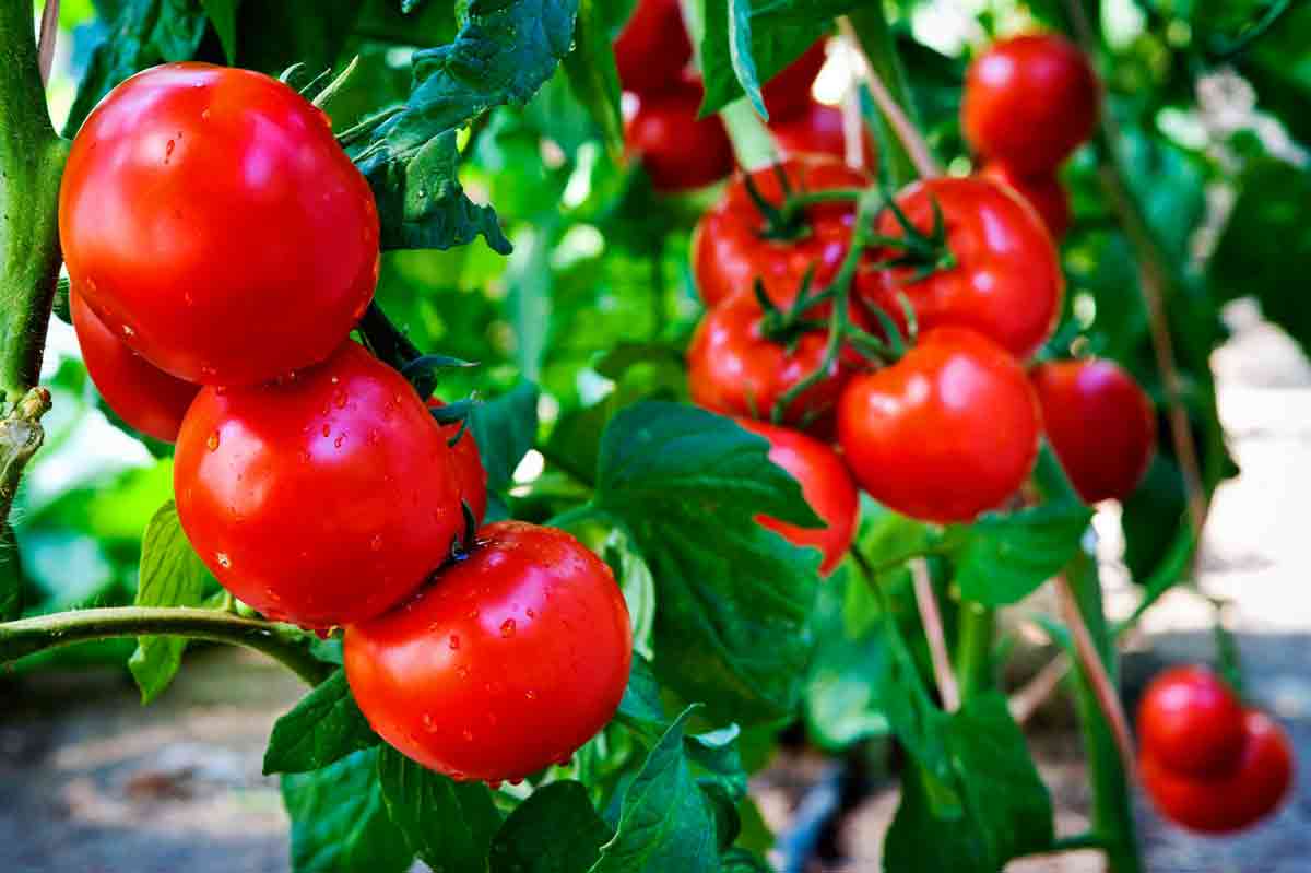 Лучшие сорта томатов для открытого грунта