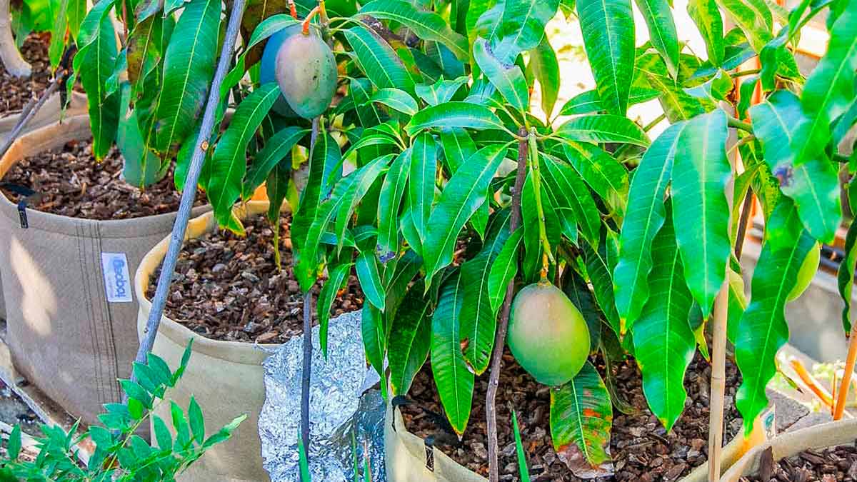 Подготовка почвы и семян манго