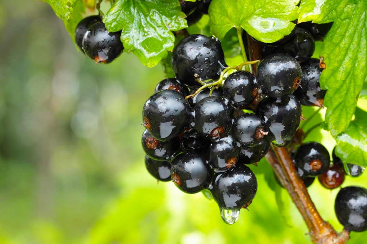Почему опадают ягоды на черной смородине