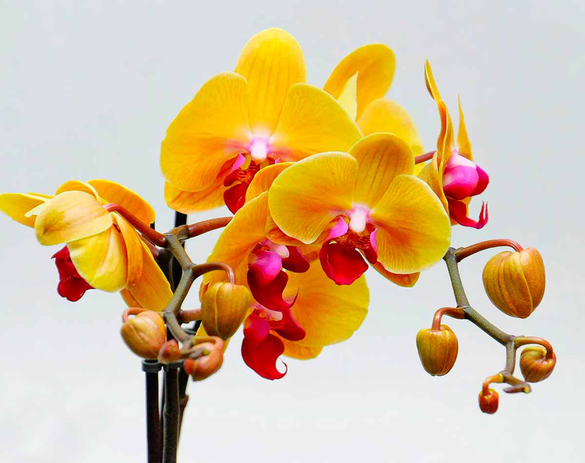 Ошибки в уходе за орхидеями