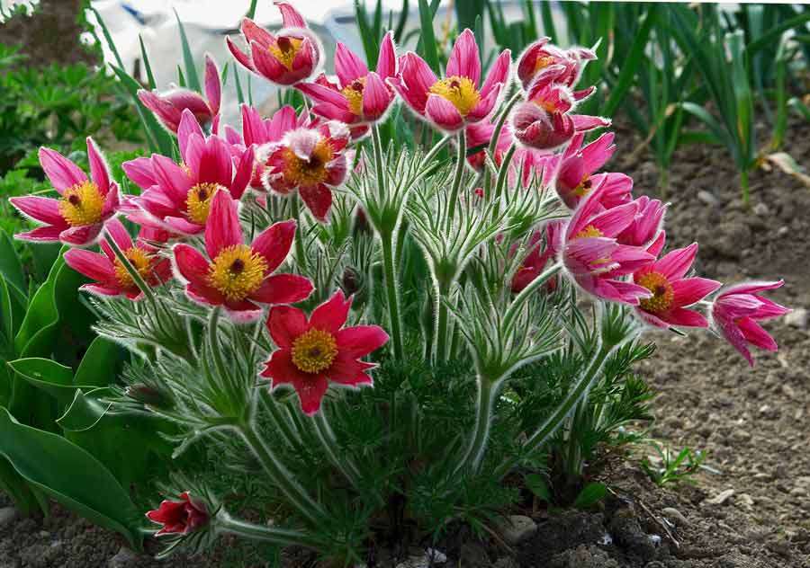 Первоцветы: популярные весенние цветы