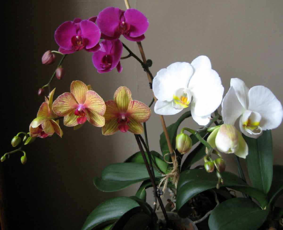 Какой водой поливать орхидею в домашних условиях
