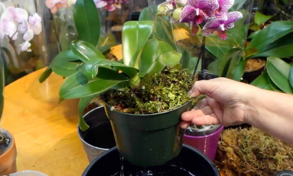 Как полить орхидеи в домашних условиях