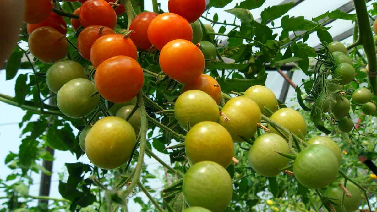 Полив и подкормка томатов в теплице и открытом грунте